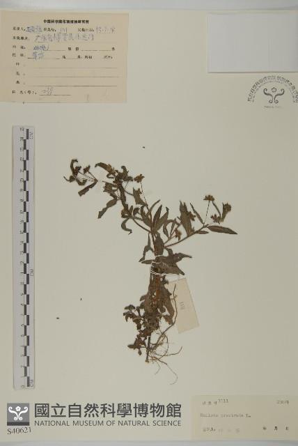 鱧腸藏品圖，第1張