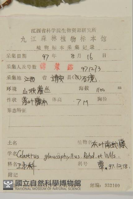 灰葉南蛇藤藏品圖，第2張