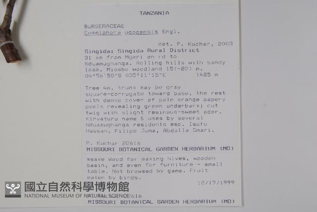 登錄號:S093621藏品圖，第2張