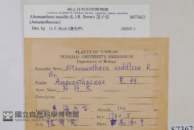 蓮子草藏品圖，第2張