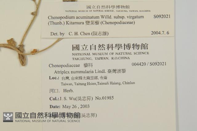 變葉藜藏品圖，第2張