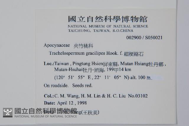 細梗絡石藏品圖，第2張