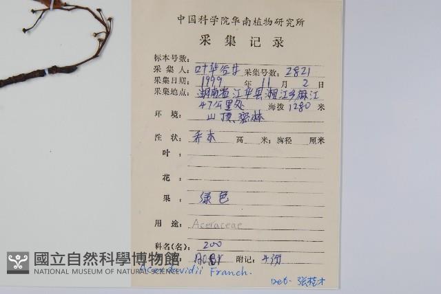 青榨槭藏品圖，第2張