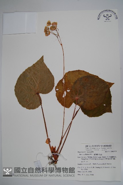 蘭嶼秋海棠藏品圖，第1張