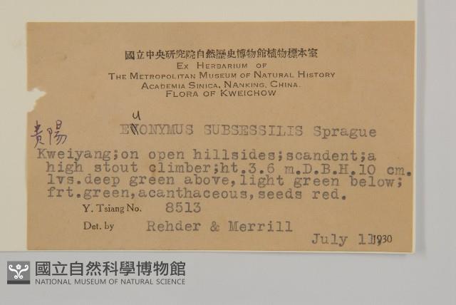 無柄衛矛藏品圖，第2張