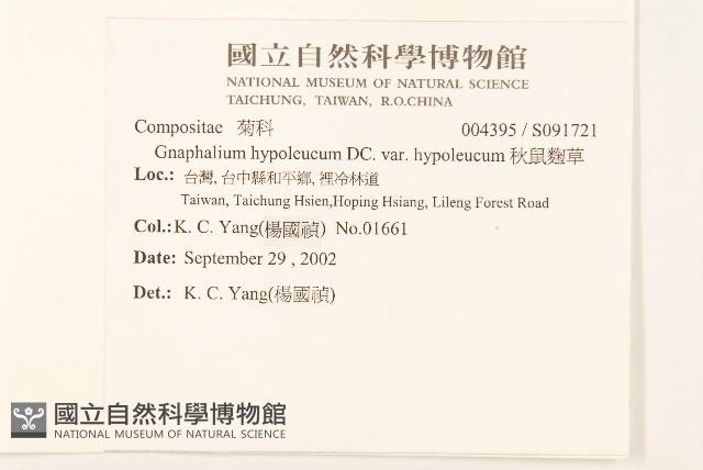 秋鼠麴草藏品圖，第2張