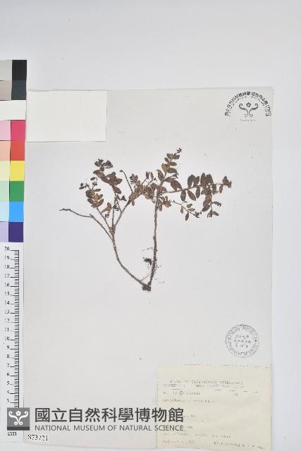 高山白珠樹藏品圖，第1張