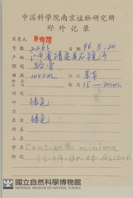 石胡荽、吐金草藏品圖，第2張