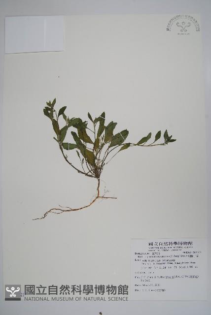 細纍子草藏品圖，第1張