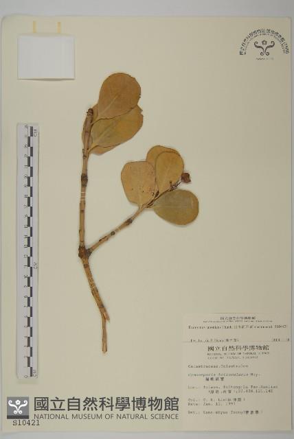 日本衛矛, 大葉黃楊藏品圖，第1張