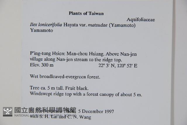 倒卵葉冬青、金平氏冬青藏品圖，第2張
