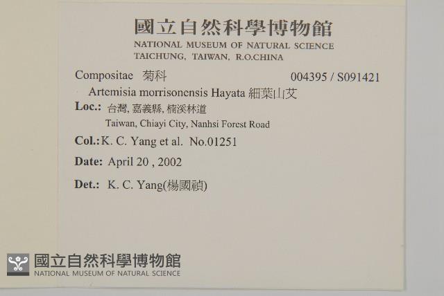 細葉山艾藏品圖，第2張