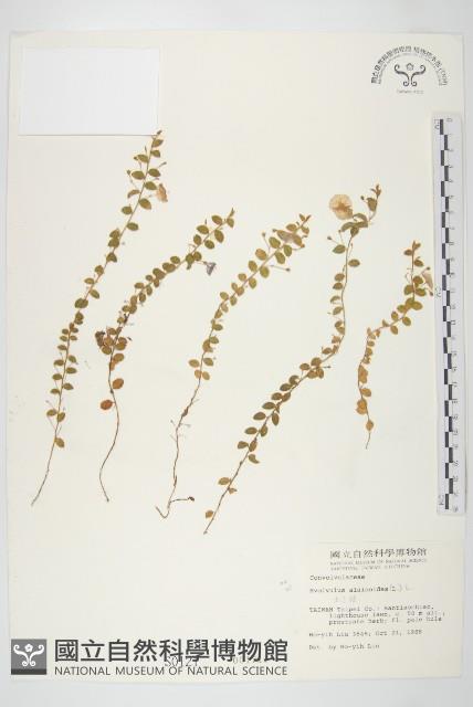 土丁桂藏品圖，第1張