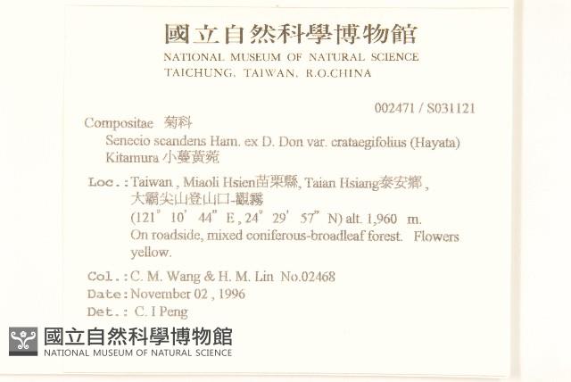 小蔓黃菀藏品圖，第2張