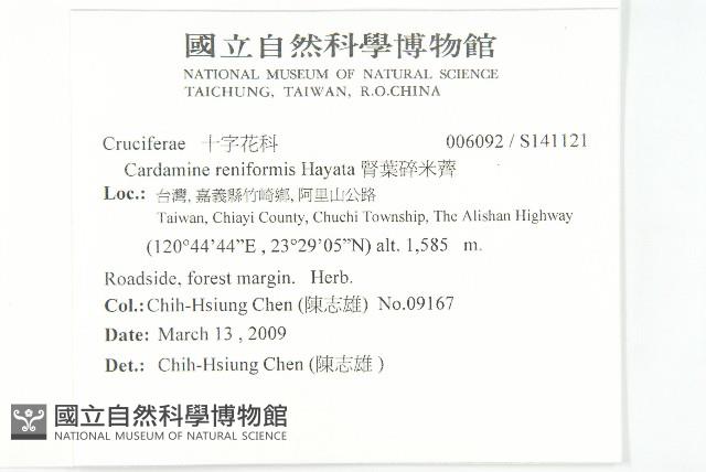 腎葉碎米薺藏品圖，第2張