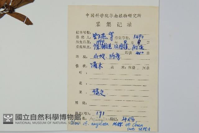 稜枝冬青藏品圖，第2張