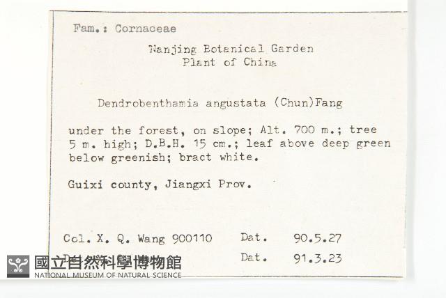 尖葉四照花藏品圖，第2張