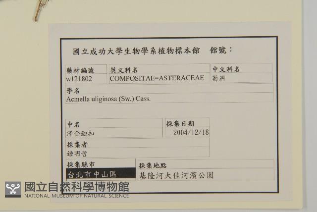 沼生金鈕扣藏品圖，第2張