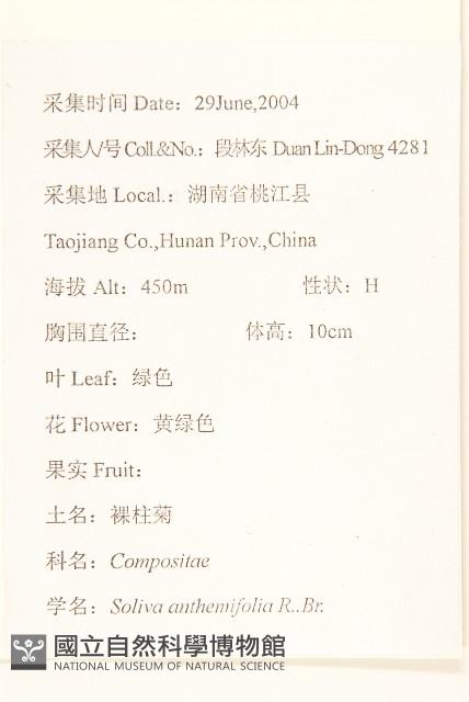 假吐金菊藏品圖，第2張