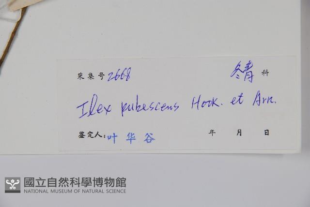 密毛假黃楊藏品圖，第2張