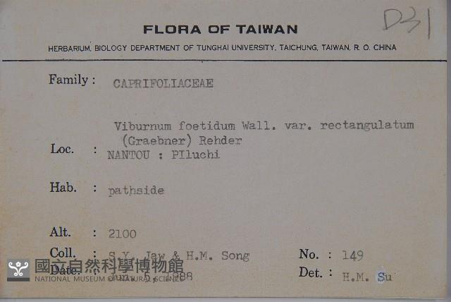 狹葉莢迷藏品圖，第2張