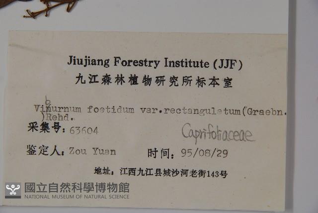 狹葉莢迷藏品圖，第2張