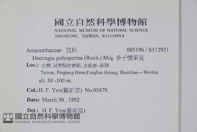 多子漿果莧藏品圖，第2張