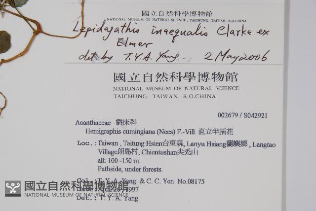 卵葉鱗球花藏品圖，第2張