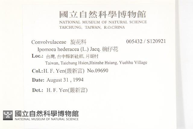 碗仔花藏品圖，第2張