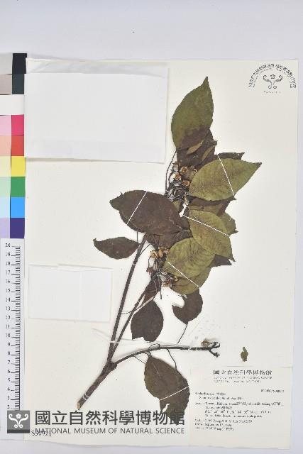 Taiwan Sapium, Taiwan Tallow-tree Collection Image