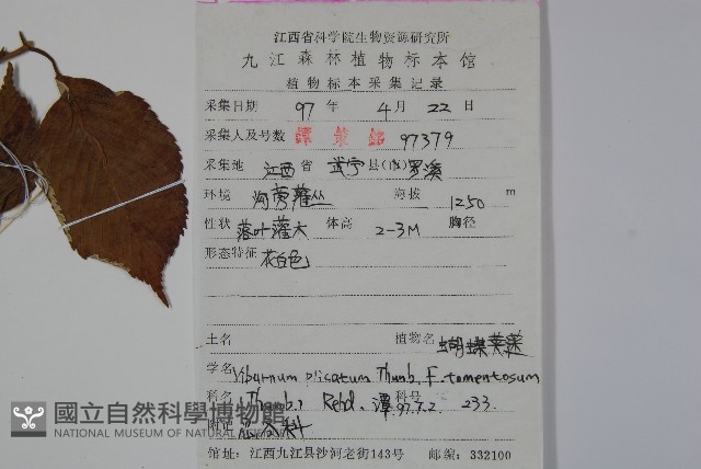 蝴蠂莢迷藏品圖，第2張