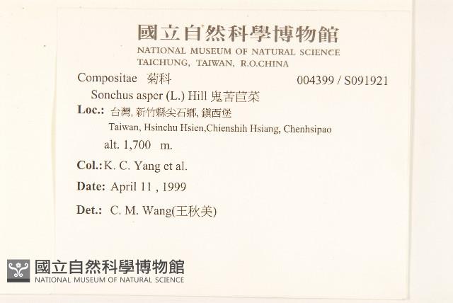 鬼苦苣菜藏品圖，第2張