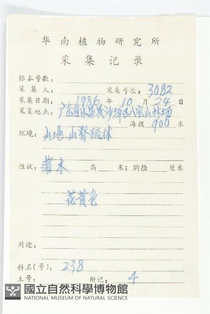 羊耳菊藏品圖，第2張