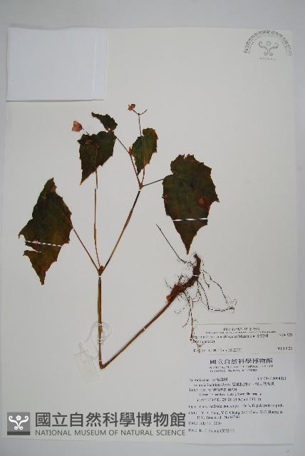 水鴨腳藏品圖，第1張
