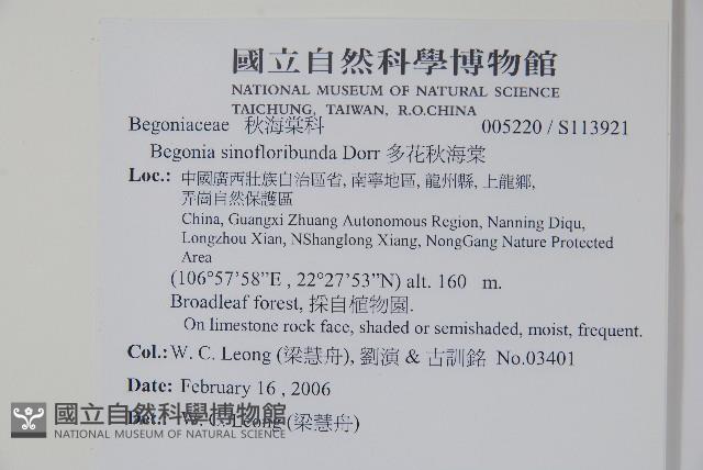 多花秋海棠藏品圖，第2張