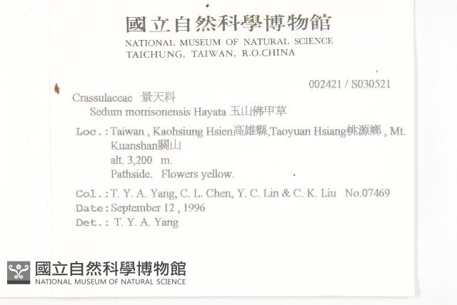 玉山佛甲草藏品圖，第2張