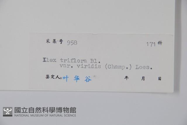 亮葉冬青藏品圖，第2張