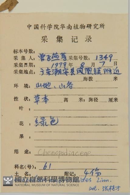 臭杏、土荊芥藏品圖，第2張