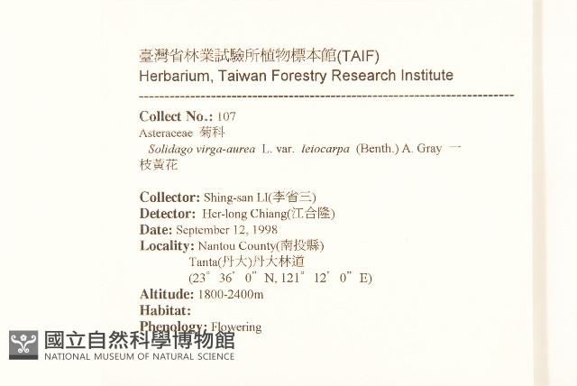 一枝黃花藏品圖，第2張