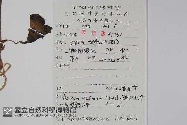 大花細辛藏品圖，第2張