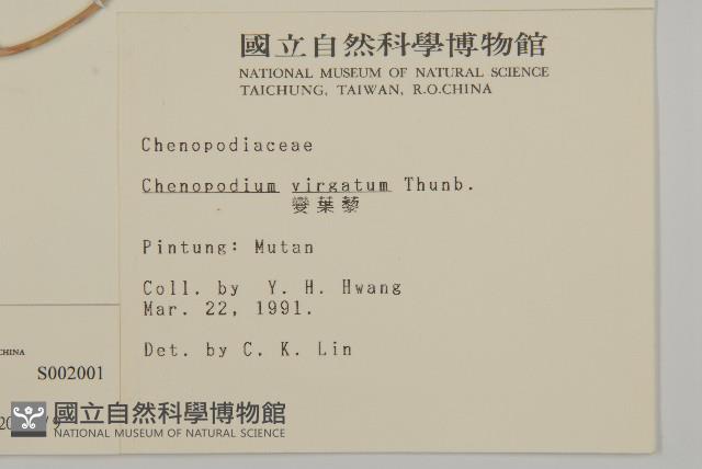 水社柳藏品圖，第2張