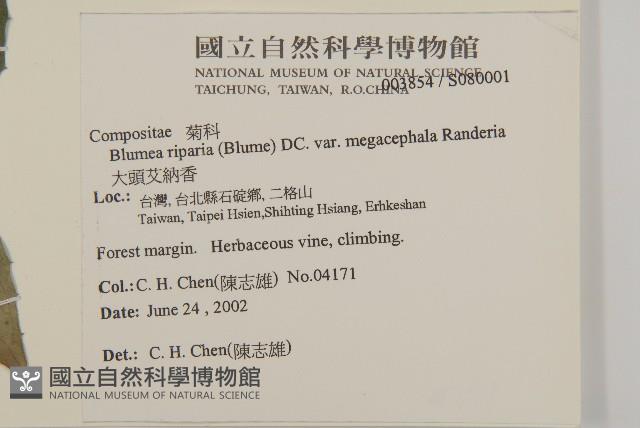 大頭艾納香藏品圖，第2張