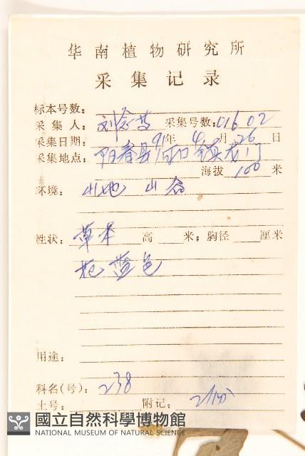 嶺南野菊藏品圖，第2張