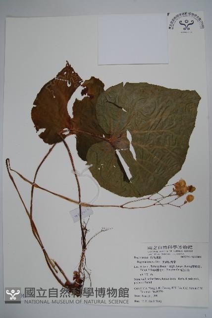 蘭嶼秋海棠藏品圖，第4張