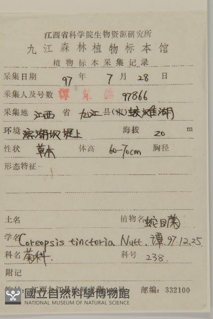 波斯菊、園庭金雞菊藏品圖，第2張