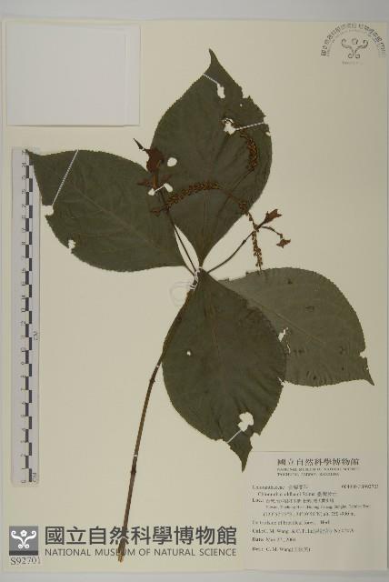 臺灣及己藏品圖，第1張