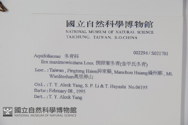 倒卵葉冬青、金平氏冬青藏品圖，第2張