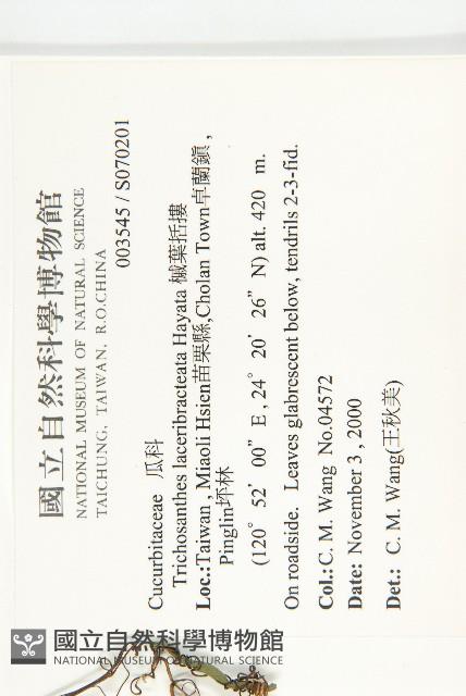 槭葉括摟藏品圖，第2張