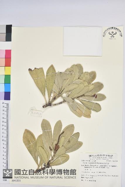 蘭嶼土沉香藏品圖，第1張