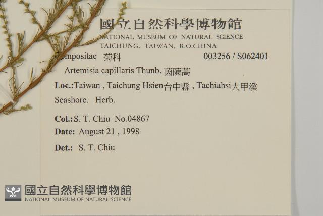 茵蔯蒿藏品圖，第2張